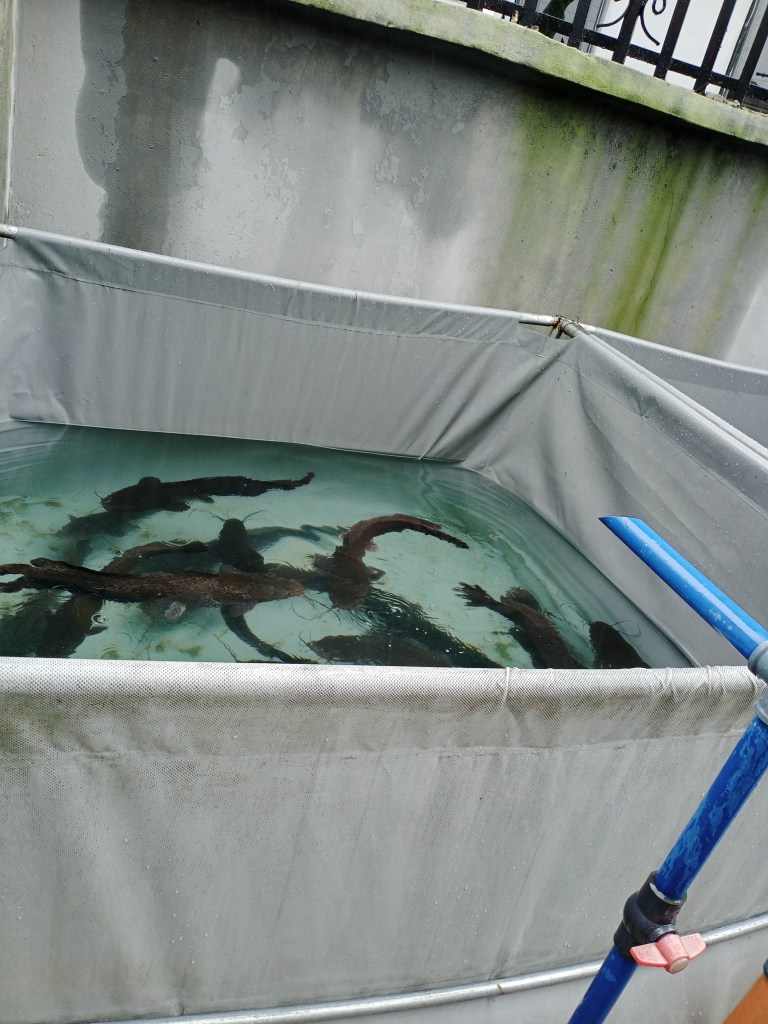 A picture showing the African Catfish in a tarpaulin pond
